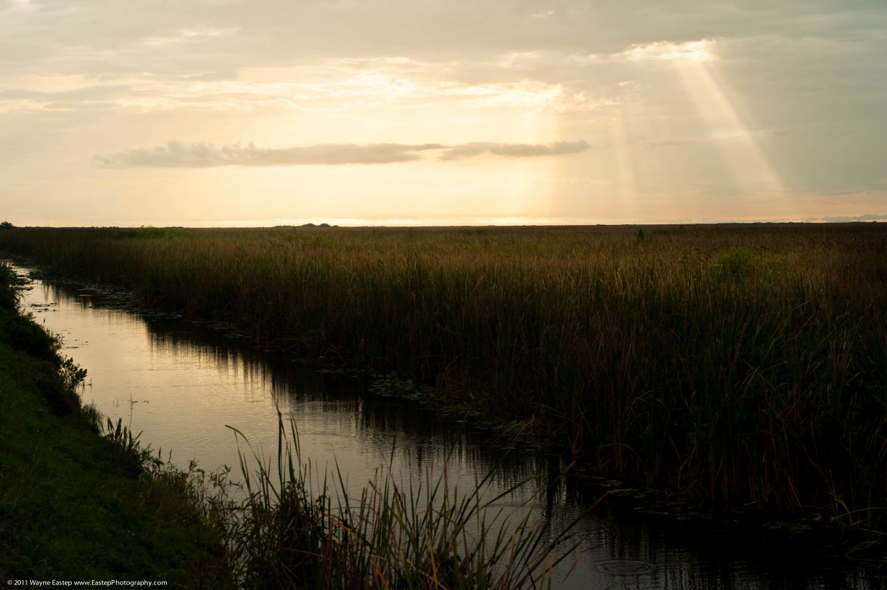Sawgrass under a summer storm in the Florida Everglades