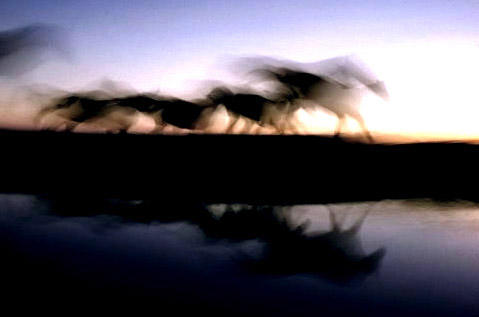 Motion study of horses by Ernst Haas