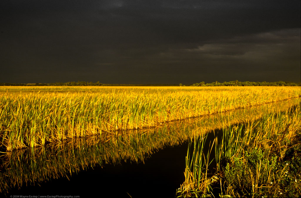 Florida Everglades storm at sunset