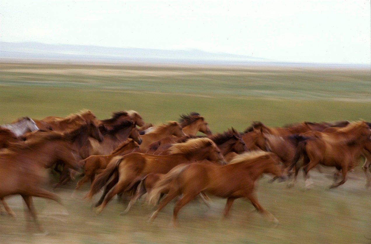Kazakh Steppe Horses