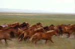 Kazakh Steppe Horses