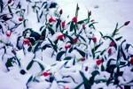 Tulips, Spring, Snow, Almaty, Kazakhstan
