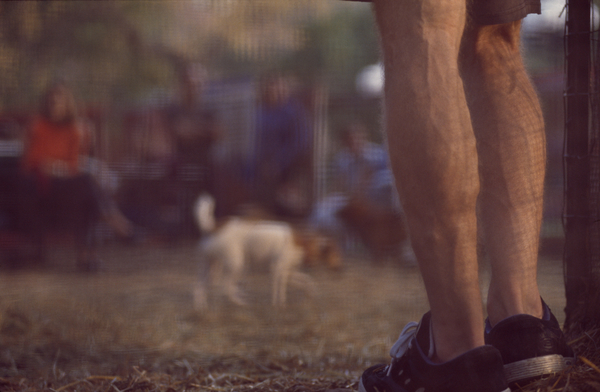 Dog, Pet, Dog Playground, New York, New York City, Madison Square Park