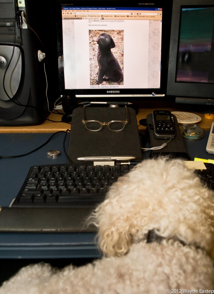 Dog watching Dog