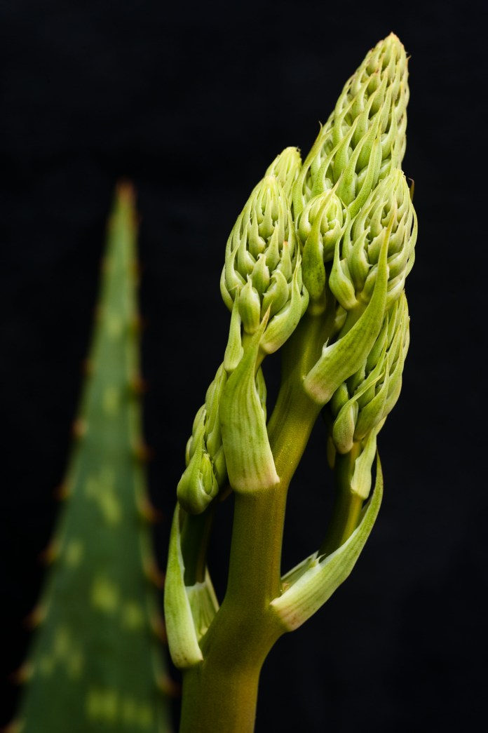 Aloe vera