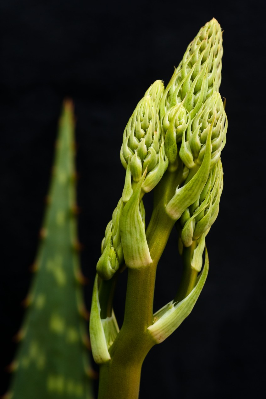 Aloe vera