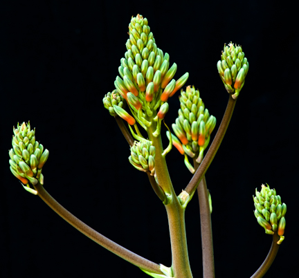 Aloe vera flower bud