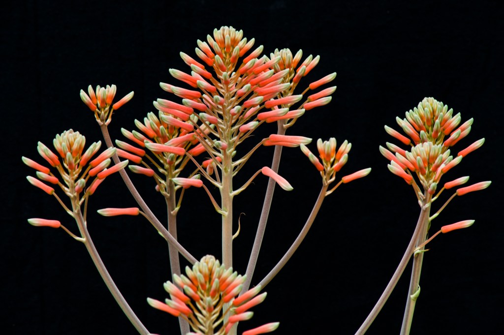 Aloe vera flower, Sarasota, Florida