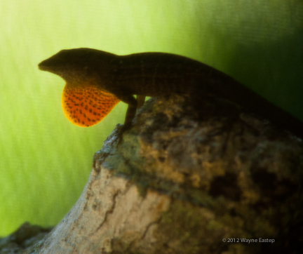 Cuban brown anole with dewlap extended