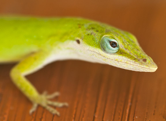 Green Anoles
