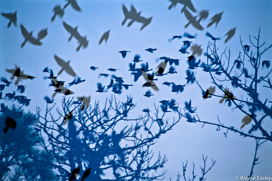 Black Birds in flight