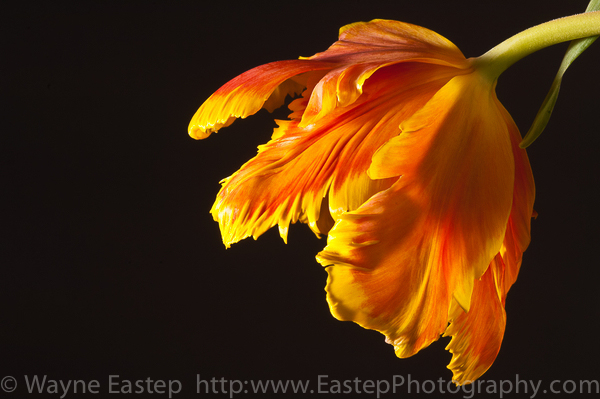 nature, tulip, parrot tulip, flower, art, photography, photograph