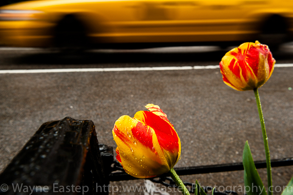 New York, New York City, art, flower, parrot tulip, tulip, art, photograph, photography,