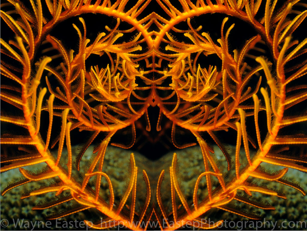 Bonaire, Caribbean, Nature Photography, Underwater, Underwater Photography, Orange Sea Lily, Nemaster rubiginosa, The Living Seas, 