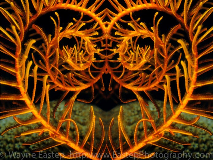 Bonaire, Caribbean, Nature Photography, Underwater, Underwater Photography, Orange Sea Lily, Nemaster rubiginosa, The Living Seas, 