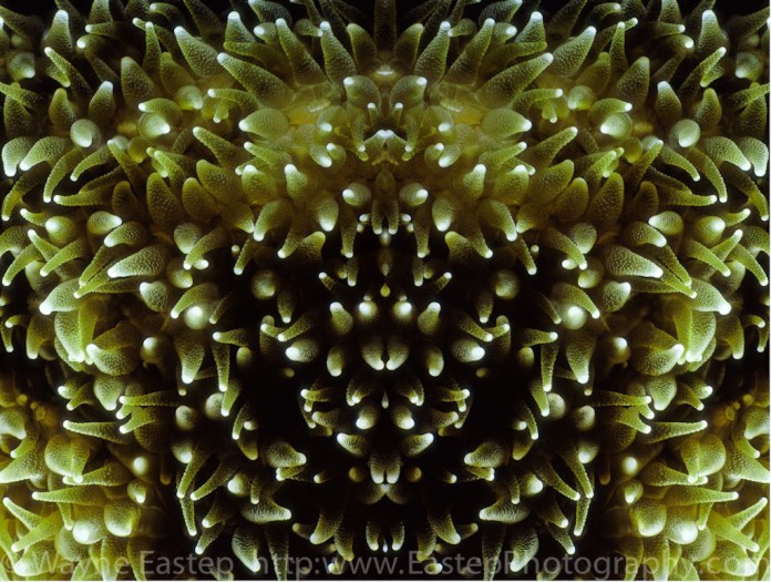 Pillar Coral, Florida, Underwater, Underwater Photography, Image, Underwater Image, Nature, Nature Photography, Marine Life, Florida Keys, The Living Seas,