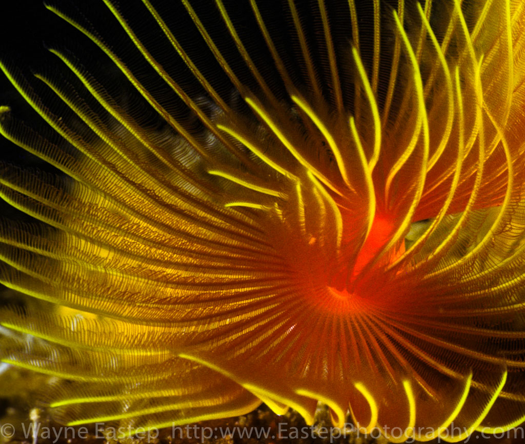coral, Saba, Tubeworm, Underwater, Photography,