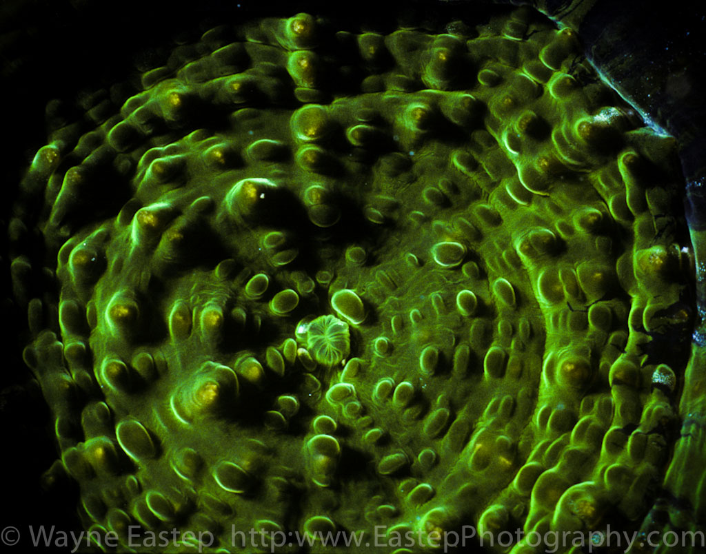 Underwater, Underwater Photography, coral, graphic images, nature, natural history, The living seas book, Bonaire,