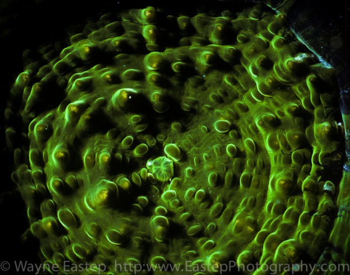 Underwater, Underwater Photography, coral, graphic images, nature, natural history, The living seas book, Bonaire,