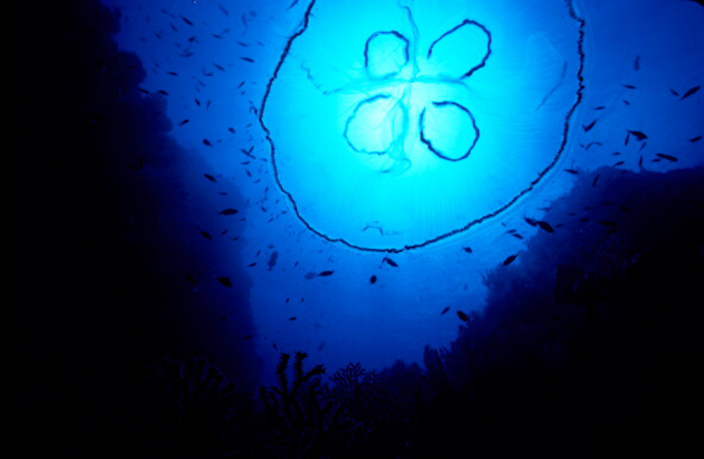 Marine life, Caribbean, Natural History, Nature, Nature Photography, Saba, The Living Seas, book, underwater, underwater photography, wildlife, SCUBA, ocean