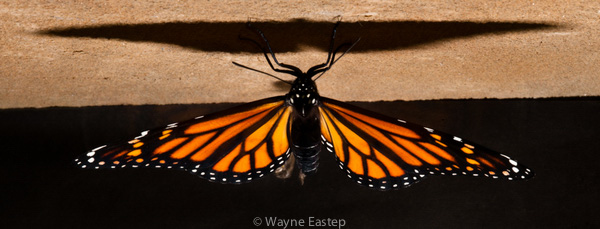 Monarch Butterfly