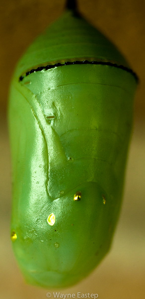 Butterfly, Butterfly Life Stages, Florida Chrysalis, Monarch, Pupa, Sarasota