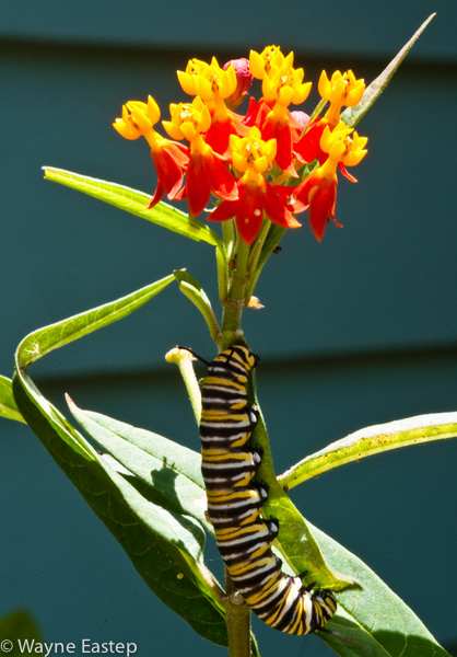 Catipillar, Florida, Monarch Butterfly, Sarasota