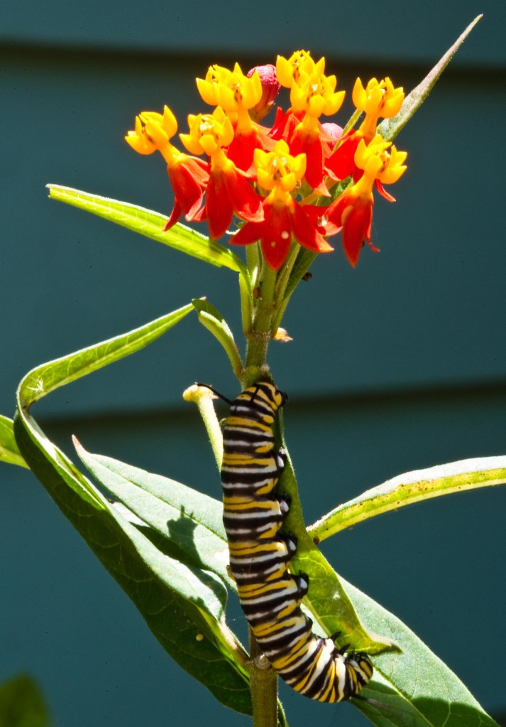Asclepias curassavica, caterpillar, Catipillar, Florida, Milkweed, Monarch, Monarch Butterfly, monarch caterpillar, Sarasota, tropical milkweed