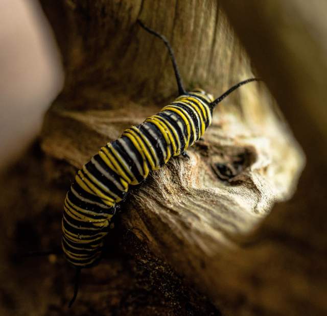 plexippus, caterpillar, Catipillar, Class: Insecta, Danaus plexippus, family Nymphalidae, Family: Nympalidae, Female, First day of spring, Florida, Genus: Danaus, Insects, Kingdom: Animalia, larva, metamorphosis, Monarch, Nature, Order: Lepidoptera, Phylum: Arthropoda, Sarasota, Spring, subfamily Danainae, Tribe: Danaini, Vernal Equinox, Vernal Equinox 2016