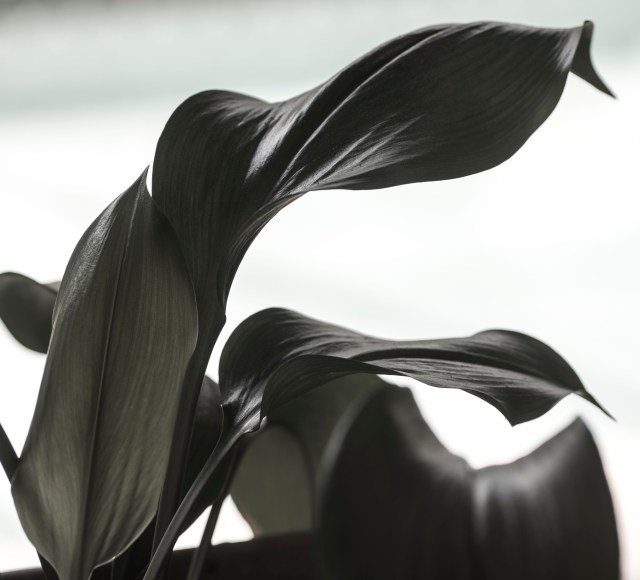 Nature, Photography, Photographic Art, Plant, Image, Black and White,