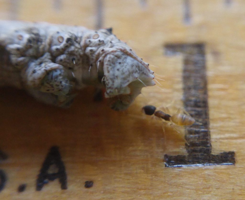 Ant, Inch Worm, Nature, Nature Photograhy