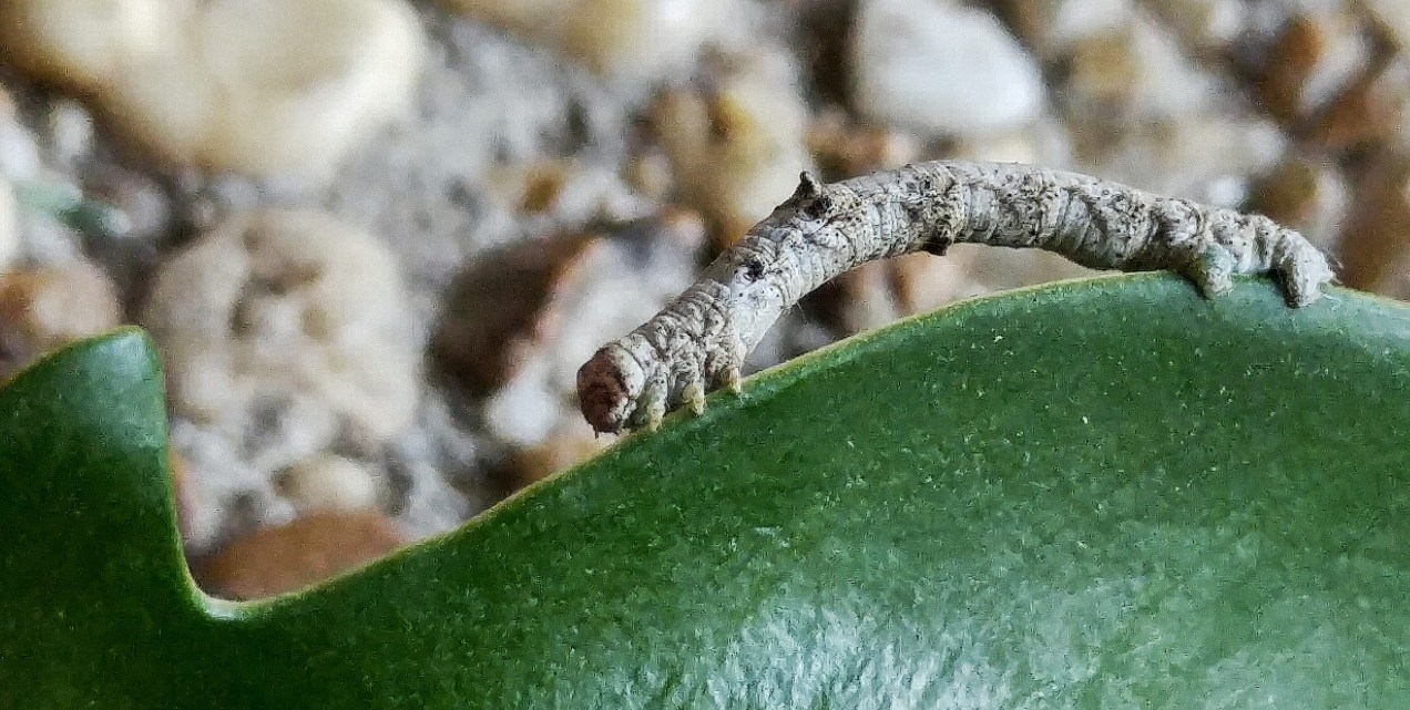 inchworm, loopers, insects,