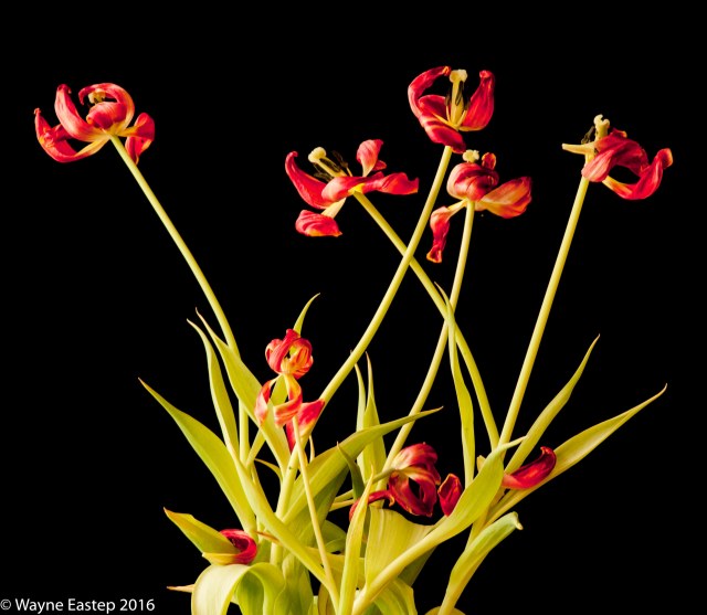 Standard Tulips, Bi-Color Standard Tulips, Leen Van Der Mark, Photographic Art, Images, Color,