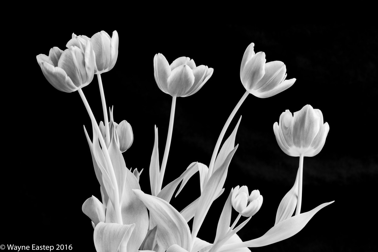 Flowers, Tulips, Standard Tulips, Photographic Art, Interior Design, Art, Images, Black & White, Red & Yellow,