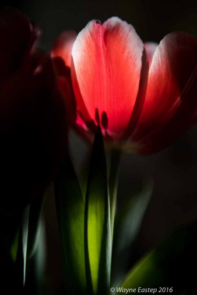blossoms, buds, Close-up, close-up-images, close-up-photographs, flower-art, flowers, macro-photographs, Parrot-Tulip, petals, Tulips