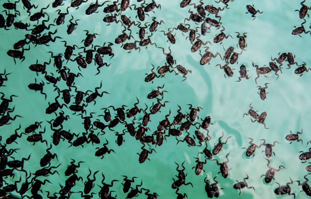 froglet, nature, creatures, image, photograph, nature-photography, Sarasota, Florida, Swimming-pool, post-hurricane, hurricane-irma,