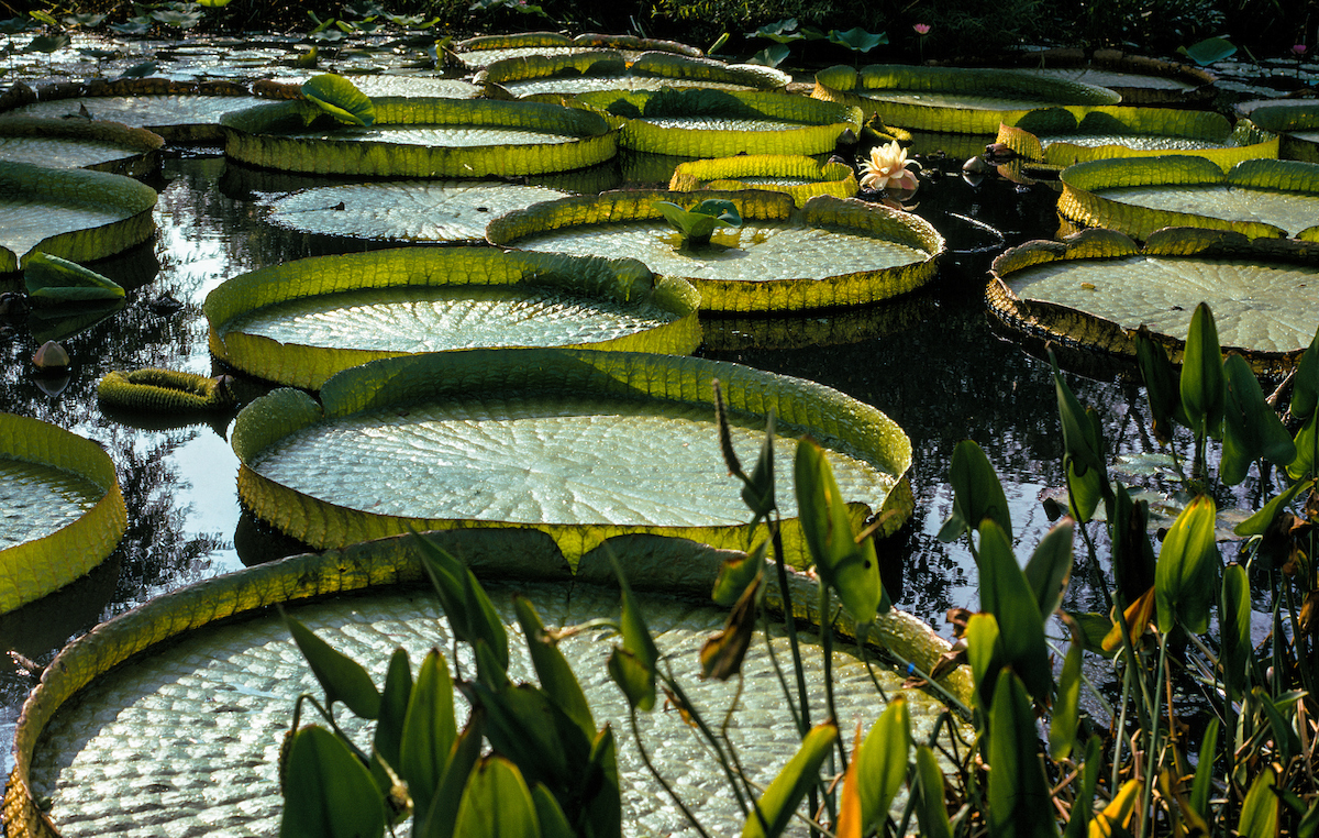 Elephant-ears, Water, Aquatic-gardens, Washington-DC,