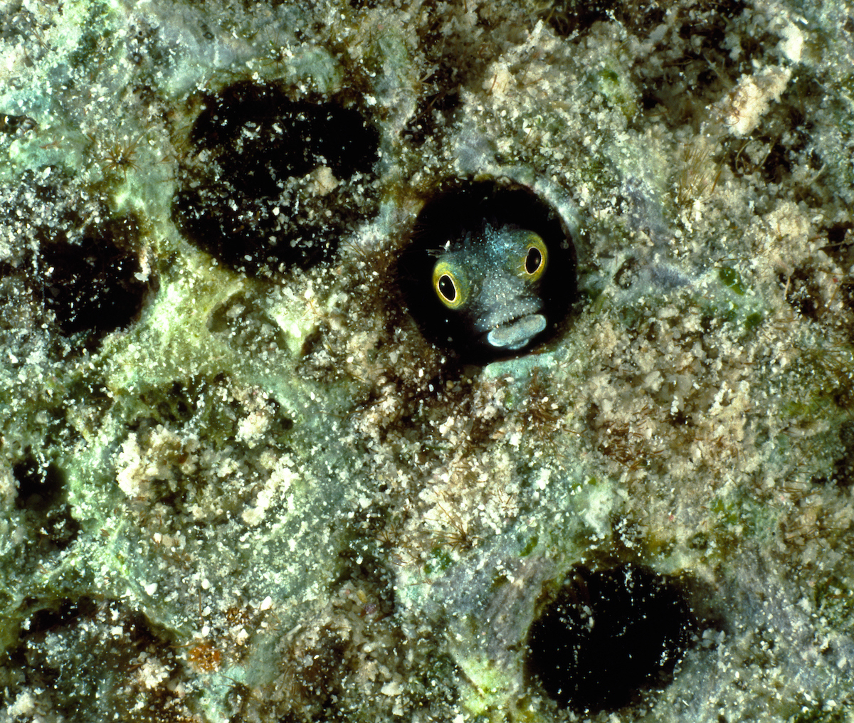 Ocean, Underwater-Photography, Photography, Marine-Life, Pictures, Images, Nature, Nature-Photogaphy