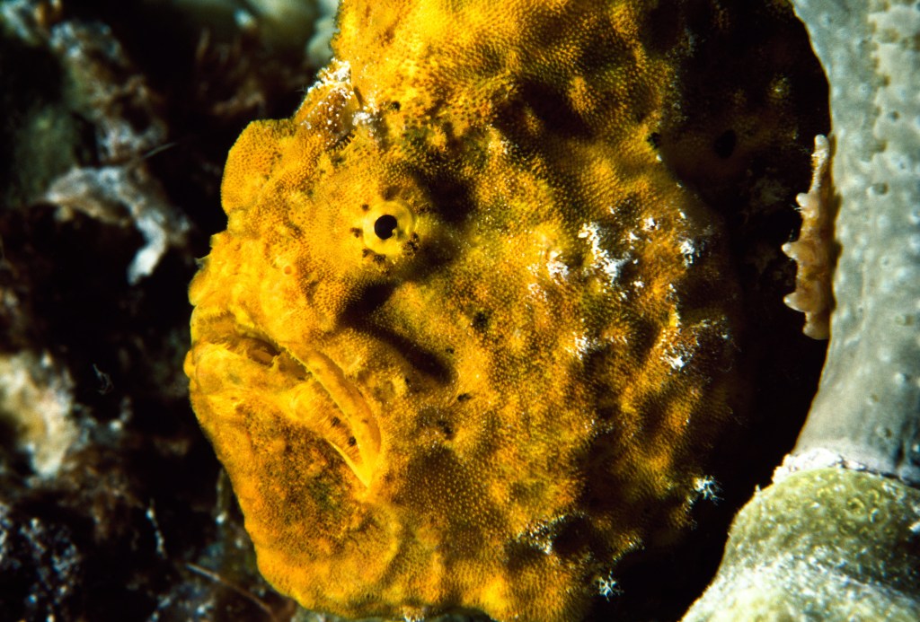 The Living Seas, Underwater photography, fine art, marine life, ocean, sea, fish,