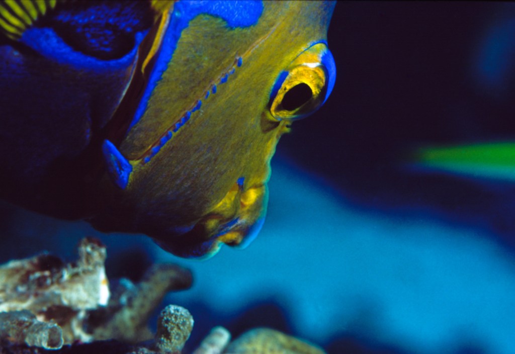 The Living Seas, Underwater photography, fine art, marine life, ocean, sea, fish,