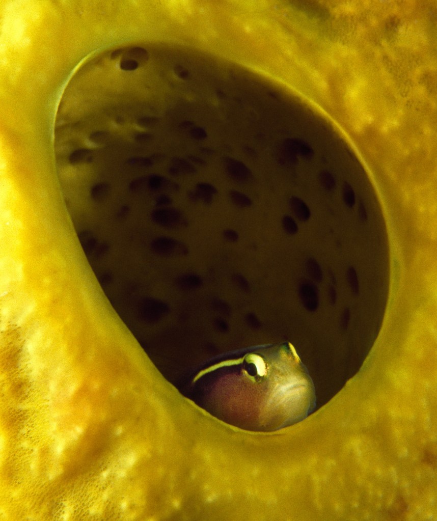 The Living Seas, Underwater photography, fine art, marine life, ocean, sea, fish, Yellowline Goby