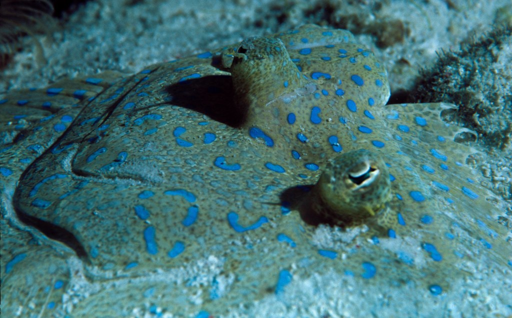 The Living Seas, Underwater photography, fine art, marine life, ocean, sea, fish, Peacock Flounder