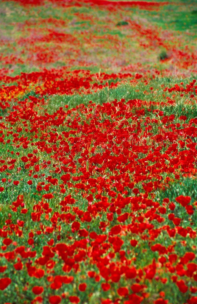 Poppies, Ordabasy, Kazakhstan