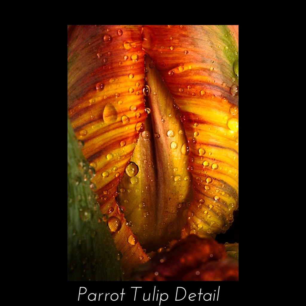 Detail study of a parrot tulip