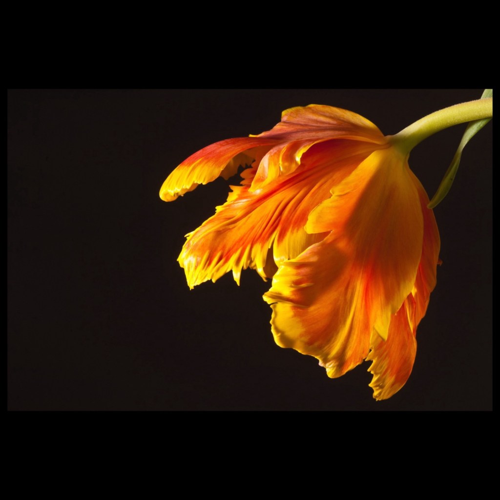 Single blossom of a parrot tulip