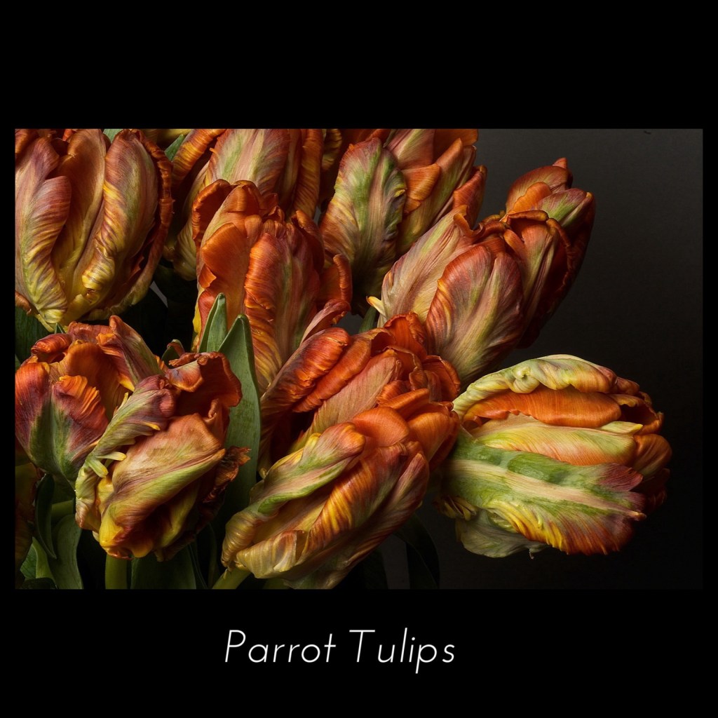 Still life of parrot tulips