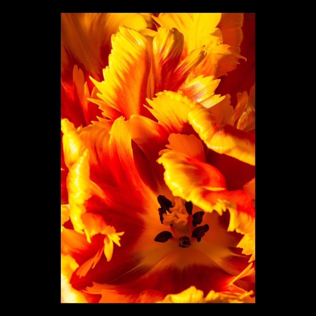 Detail of parrot tulip petals