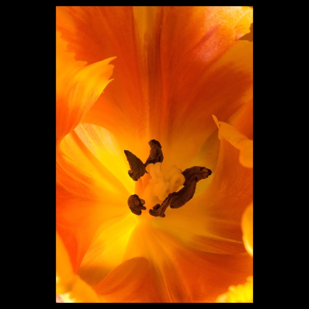 Close up of a parrot tulip blossom