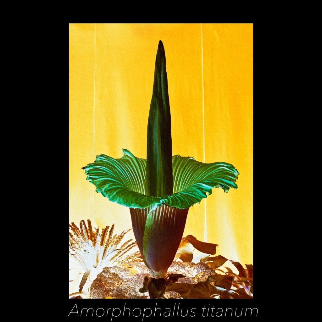 Crossed-processed film image of the flower Amorphophallus titanum