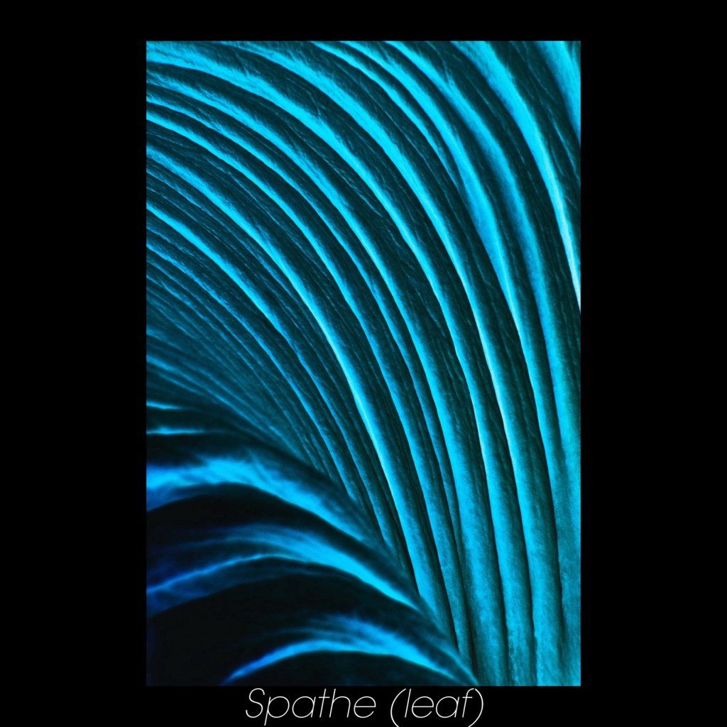 Film image of the leaf (Spathe) on a Amorphophallus titanum flower